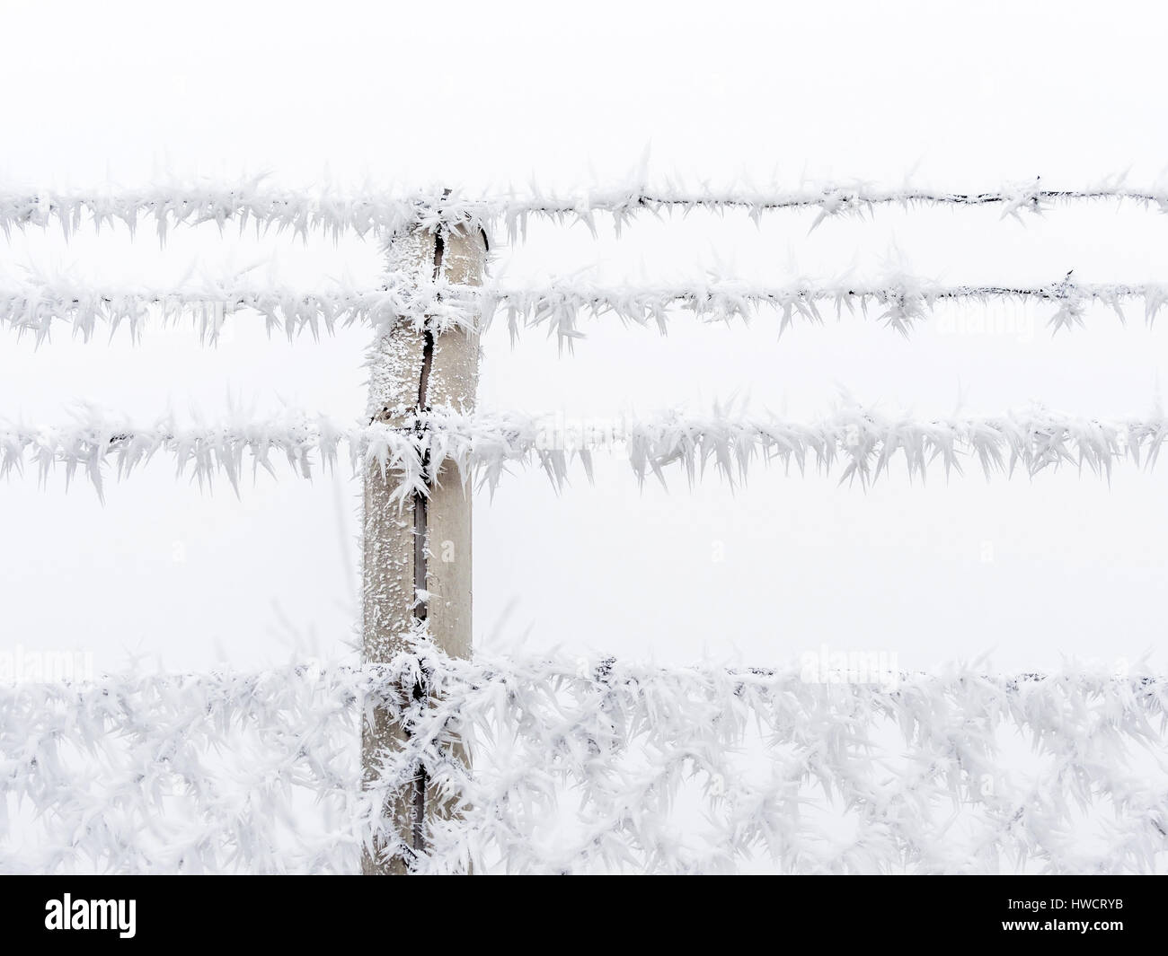 In the cold in winter hoarfrost forms, In der Kälte im Winter bildet sich Raureif Stock Photo