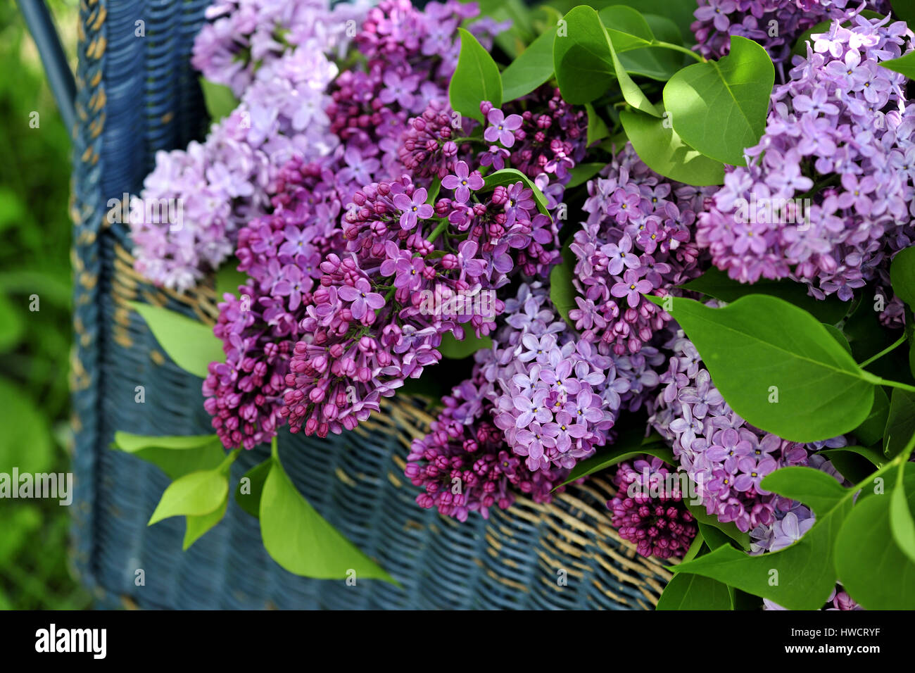 branch, bucket, cut, cut flower, harvest, lilac, mauve, outdoors