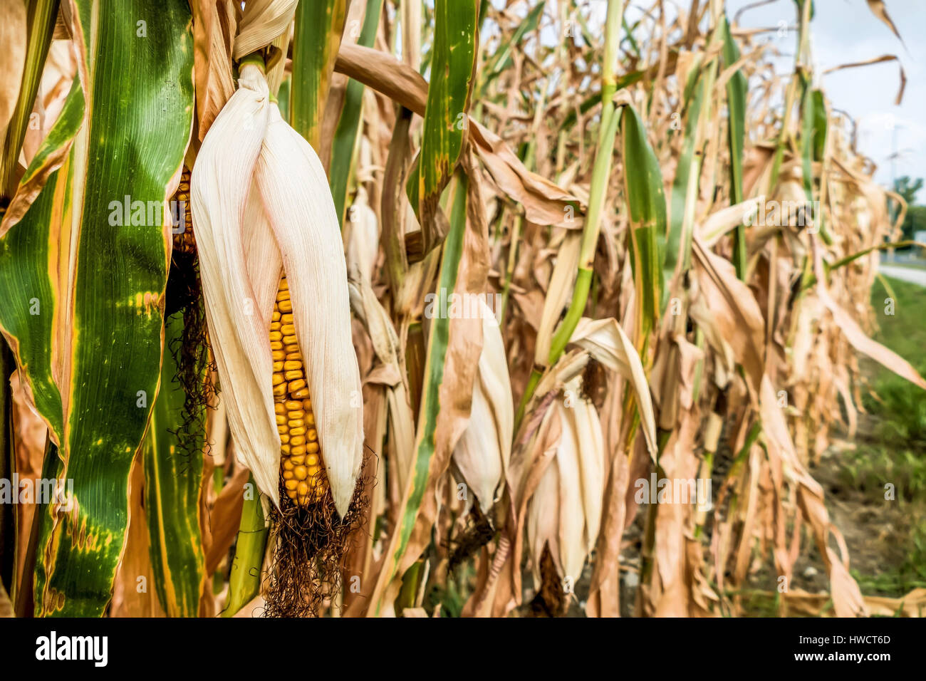 Dry damages in the agriculture. Corn field in the heat., Dürre Schäden in der Landwirtschaft. Maisfeld in der Hitze. Stock Photo