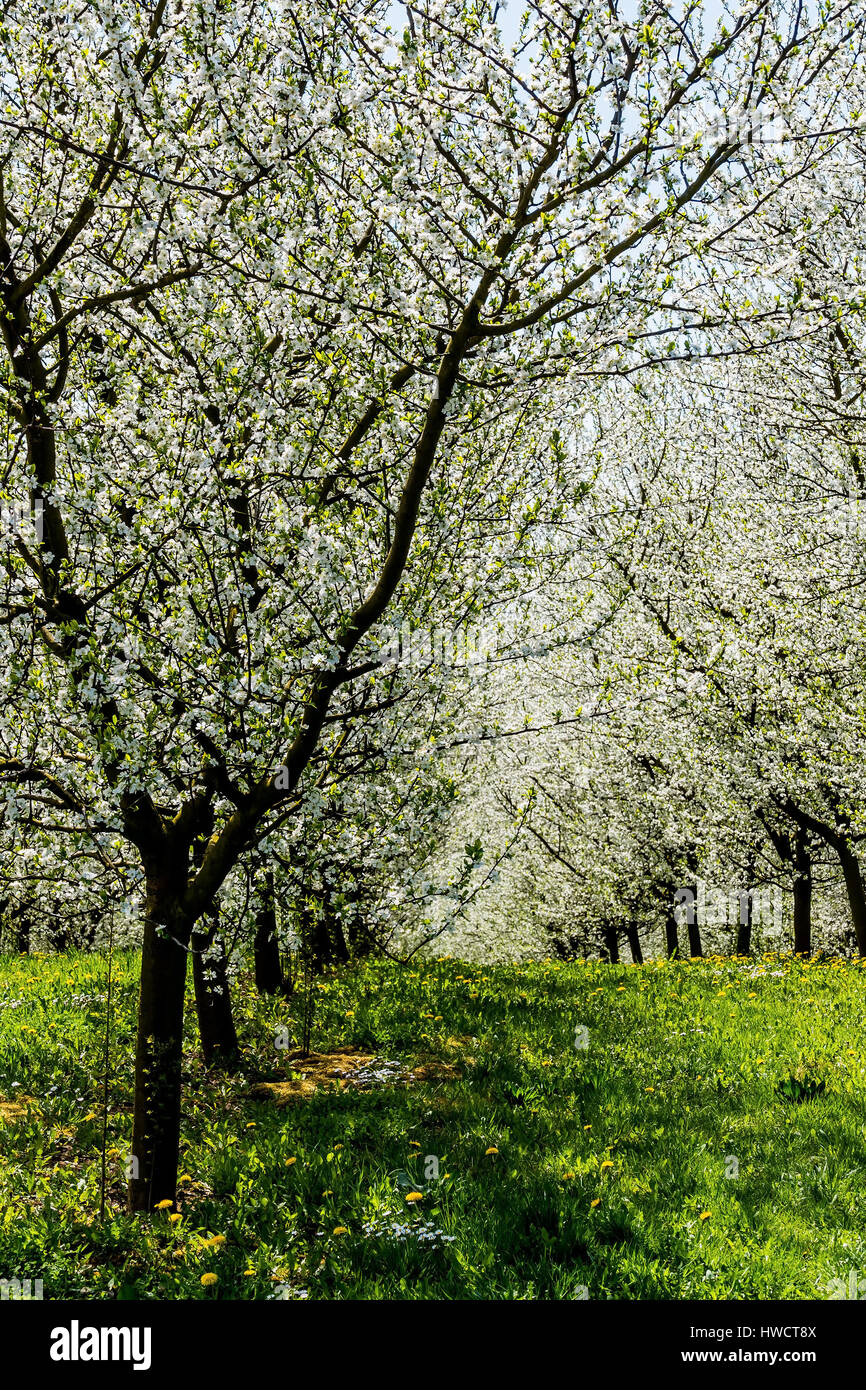A blossoming fruittree in the spring. Before blue sky, Ein blühender