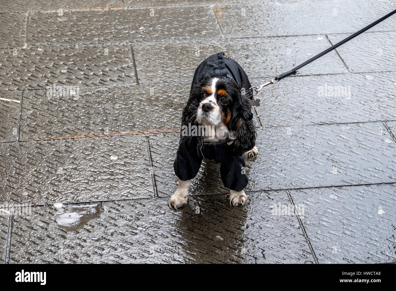A dog is explained in a rope in the rain, Ein Hund wird an einer Leine im Regen ausgeführt Stock Photo