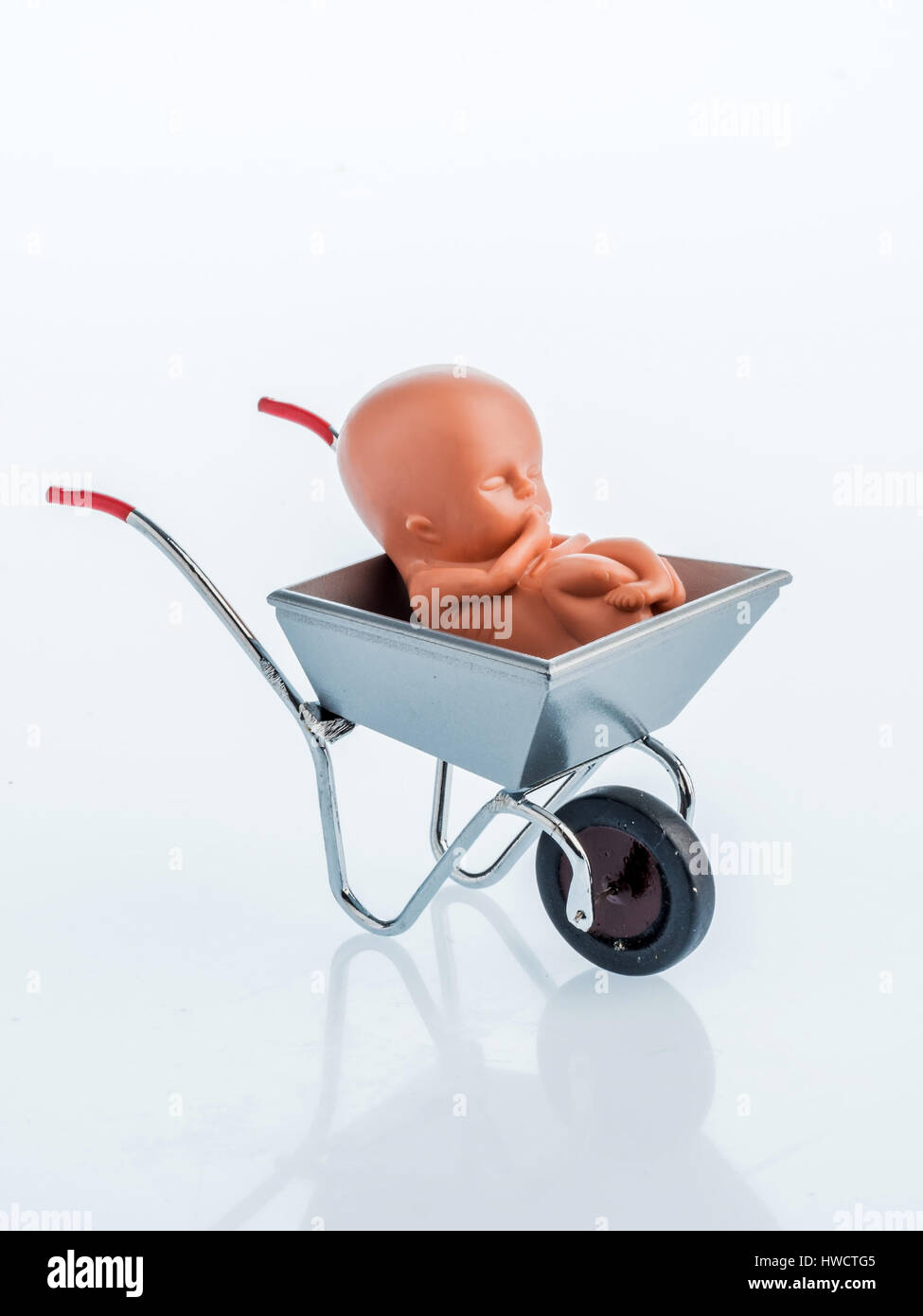 One 12-weeks of old Emybro from plastic. Model for pregnancy, abortion and prevention. Protection of unborn life., Ein 12-Wochen alter Emybro aus Plas Stock Photo