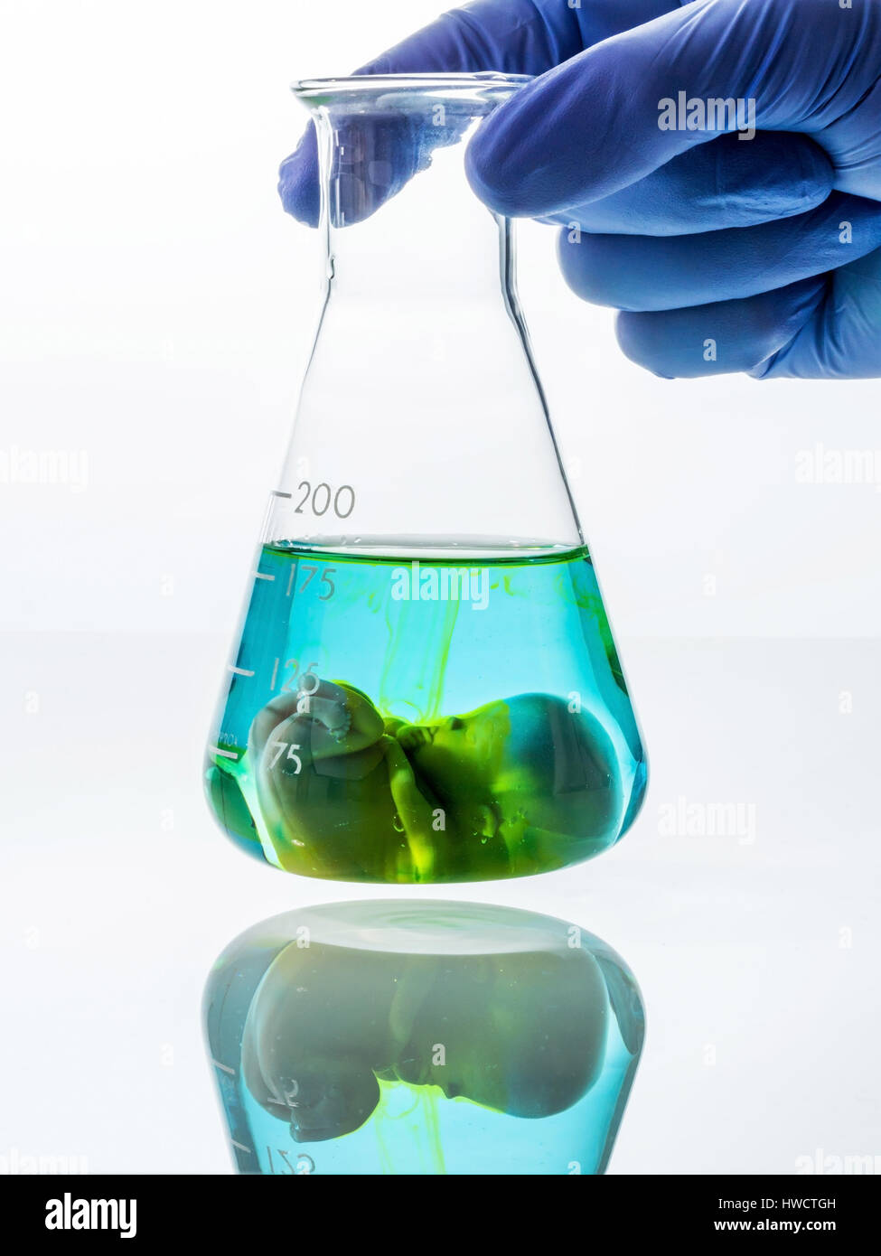 Model of an embryo in a lab glass. Symbolic photo for pregnancy by