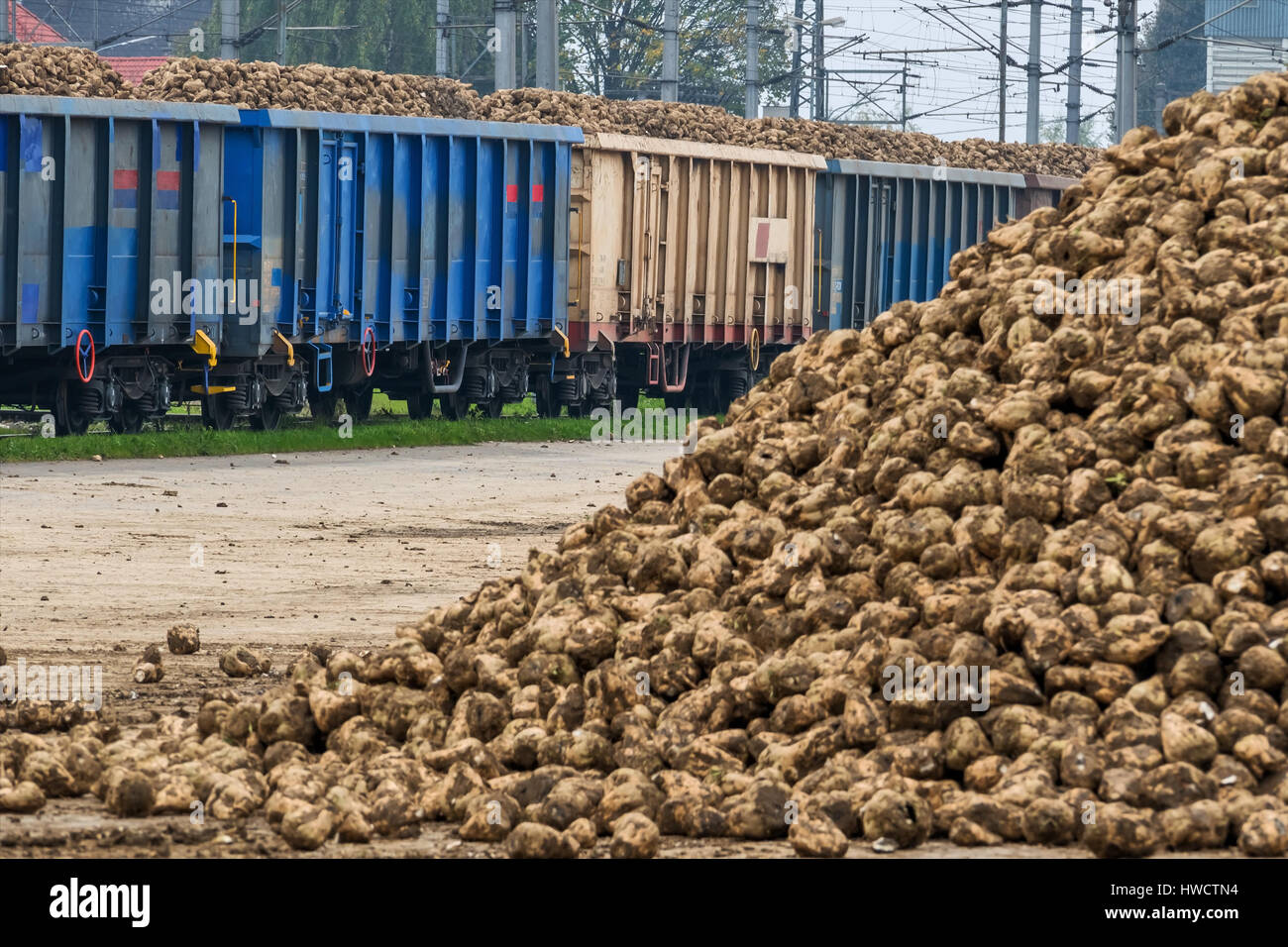 Sugar beets and goods train, symbol for harvest, logistics, growing again raw material, Zuckerrüben und Güterzug, Symbol für Ernte, Logistik, nachwach Stock Photo
