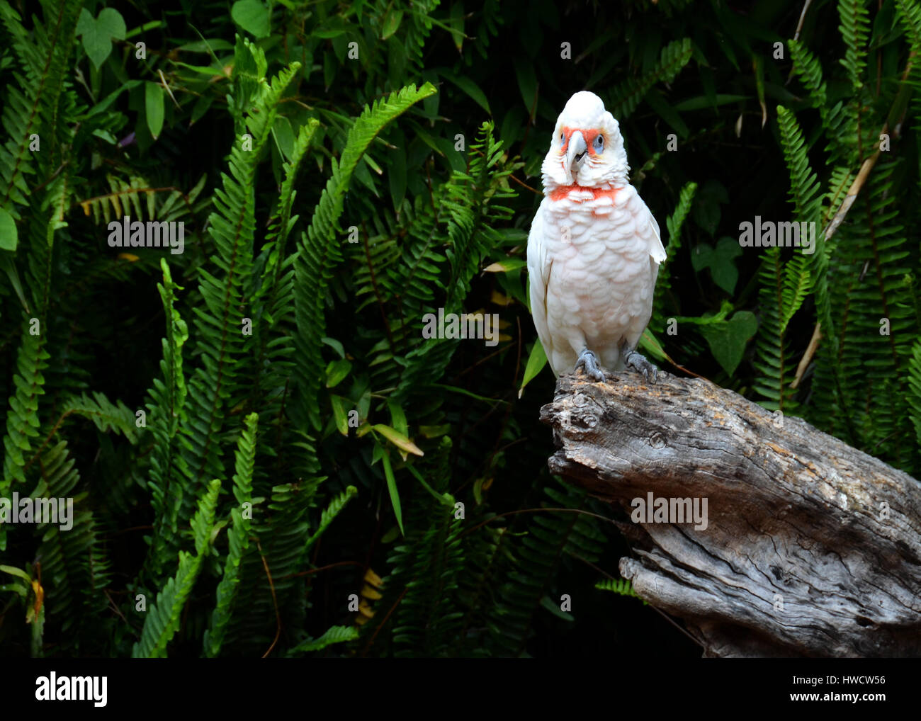 Long-billed Corella (cacatua tenuirostris). Portrait of a Catatua standing in a tree, isolated on green background forest. Stock Photo