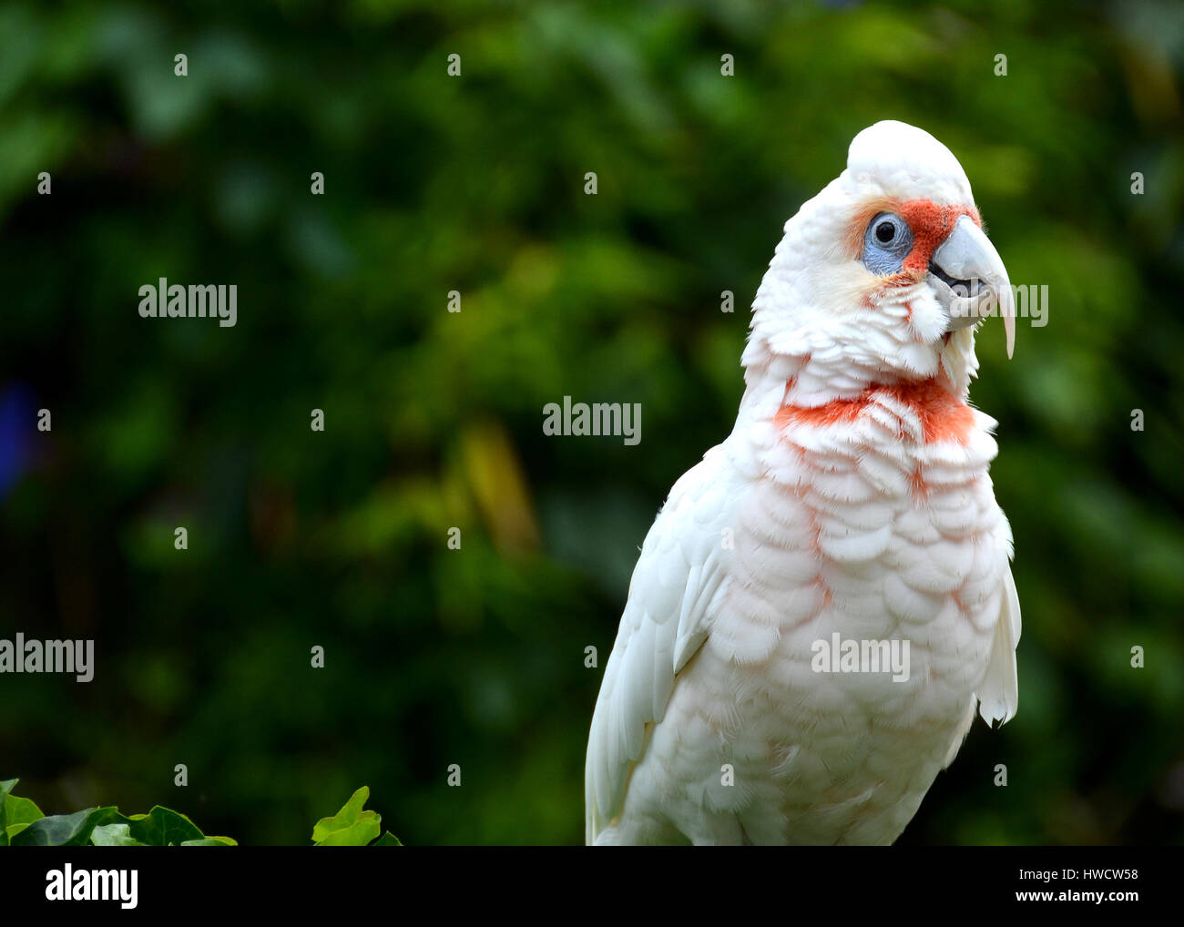 Long-billed Corella (cacatua tenuirostris). Portrait of a Catatua standing in a tree, isolated on green background forest. Stock Photo