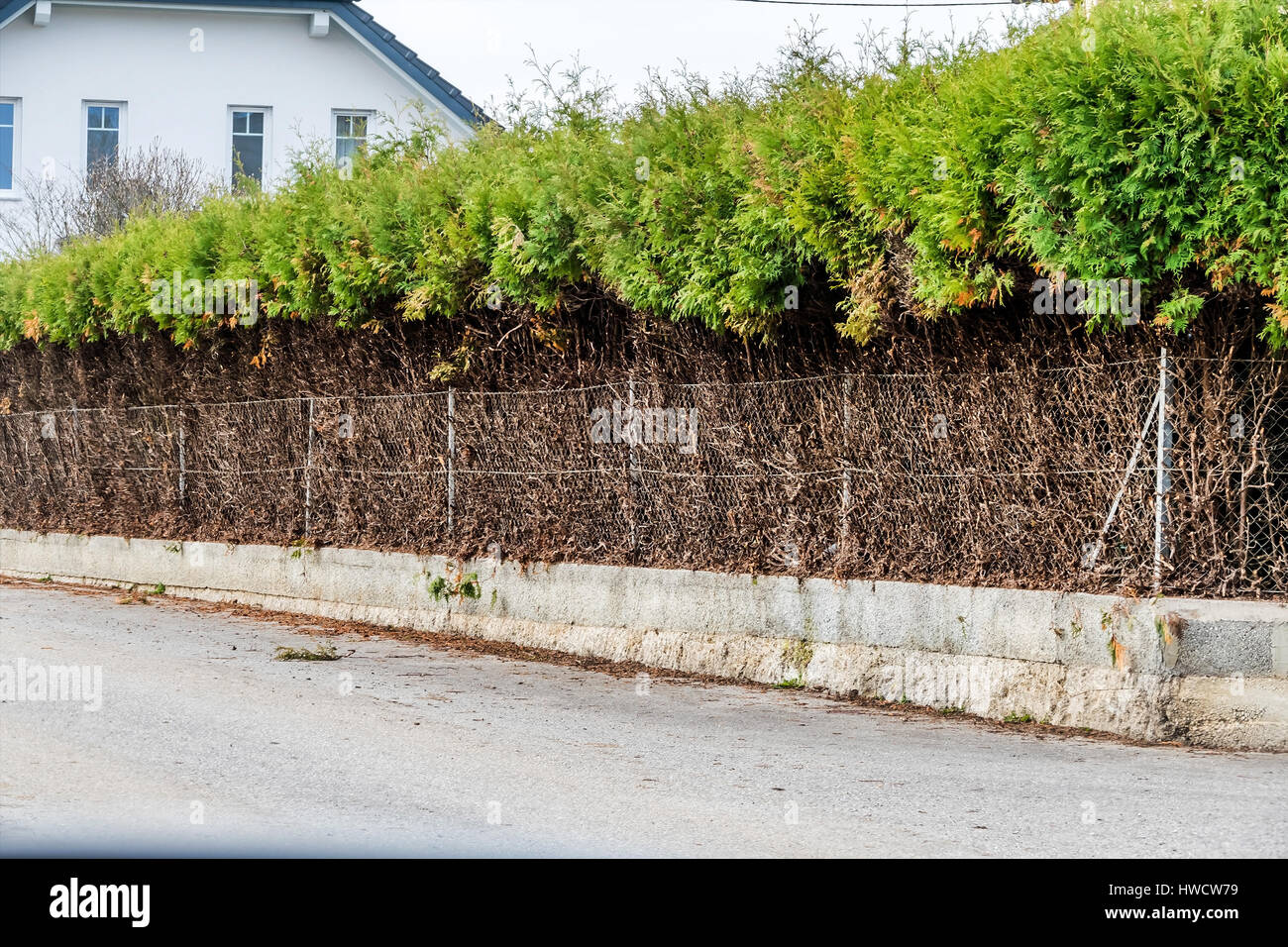 Fence and green hedge, symbol for growth, privacy, change of generations, Zaun und grüne Hecke, Symbol für Wachstum, Privatsphäre, Generationswechsel Stock Photo