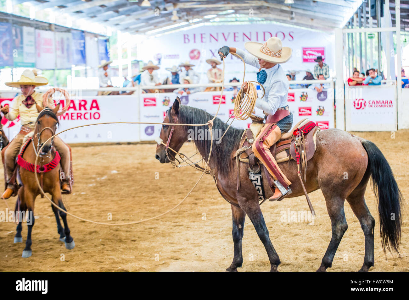 GUADALAJARA , MEXICO SEP 01 Charro Participates in a bull riding