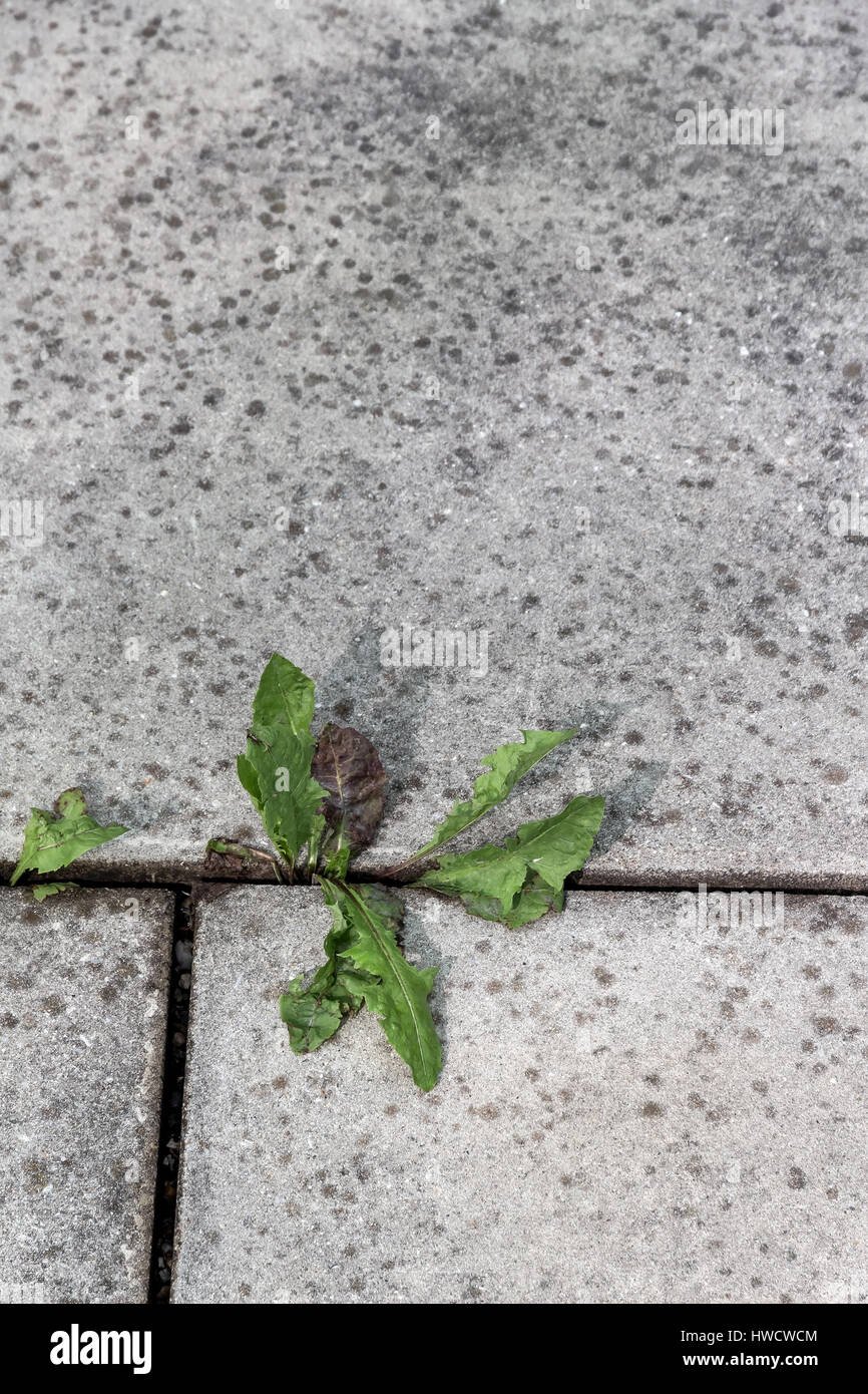 Plants grow out between stone records of a ground, Pflanzen wachsen zwischen Steinplatten aus einem Boden heraus Stock Photo