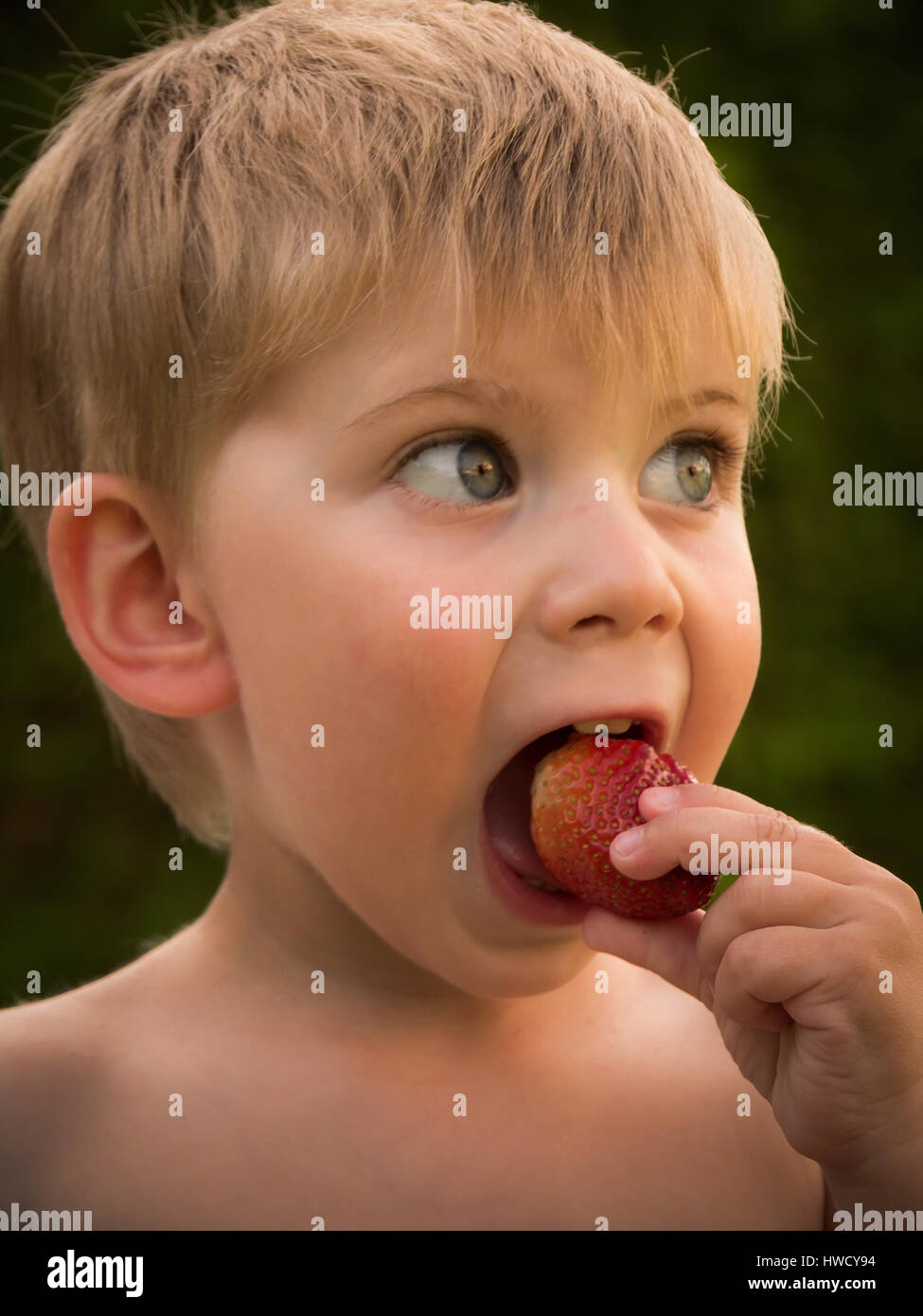 A small boy eats fresh strawberries from own garden in summer, Ein kleiner Junge isst frische Erdbeeren aus dem eigenen Garten im Sommer Stock Photo
