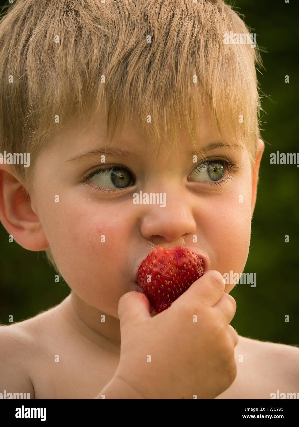 A small boy eats fresh strawberries from own garden in summer, Ein kleiner Junge isst frische Erdbeeren aus dem eigenen Garten im Sommer Stock Photo