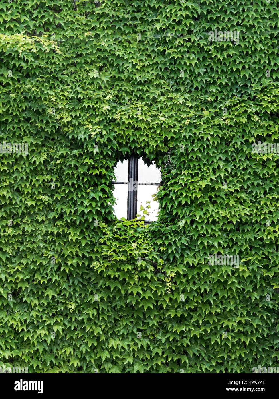 A house is completely covered with ivy. Only one window siehht heruas., Ein Haus ist komplett mit Efeu bewachsen. Nur ein Fenster siehht heruas. Stock Photo