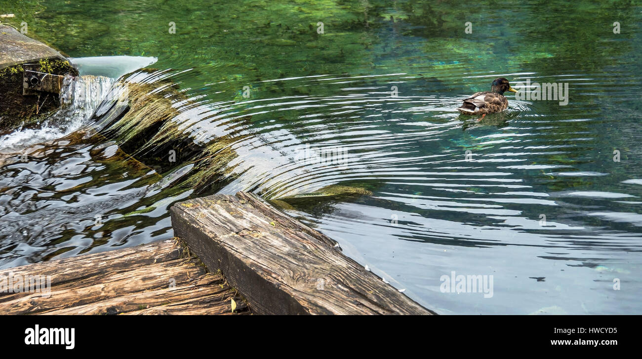 A duck swims in a clear lake. Austria, Upper Austria, Schiederweiher, Eine Ente schwimmt in einem klaren See. Österreich, Oberösterreich Stock Photo