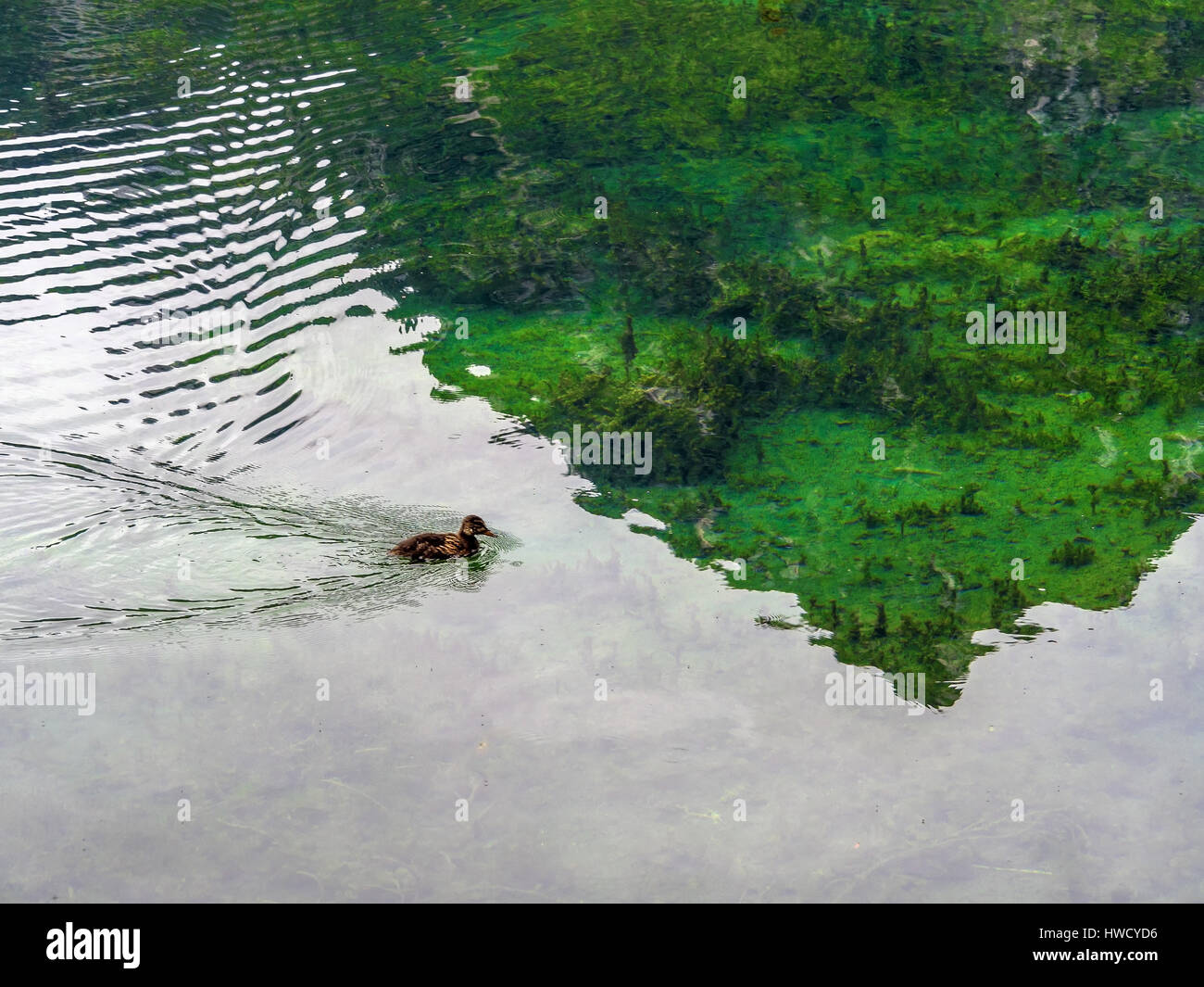 A duck swims in a clear lake. Austria, Upper Austria, Schiederweiher. Mountain is reflected in lake. In the reflexion one sees on the reason of the la Stock Photo
