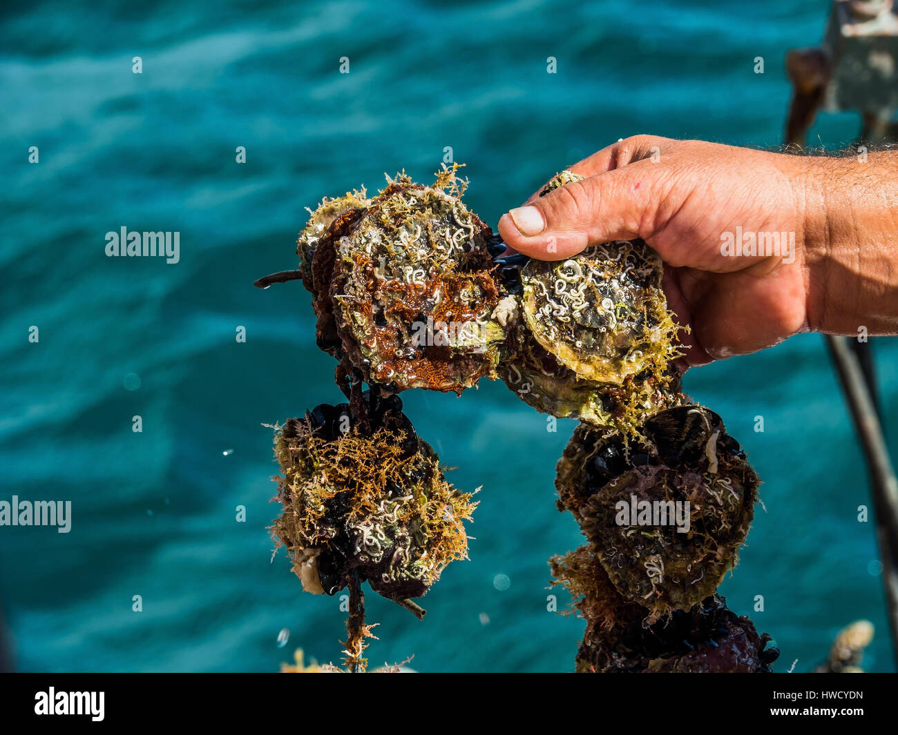 Oyster culture in Croatia, Austernzucht in Kroatien Stock Photo