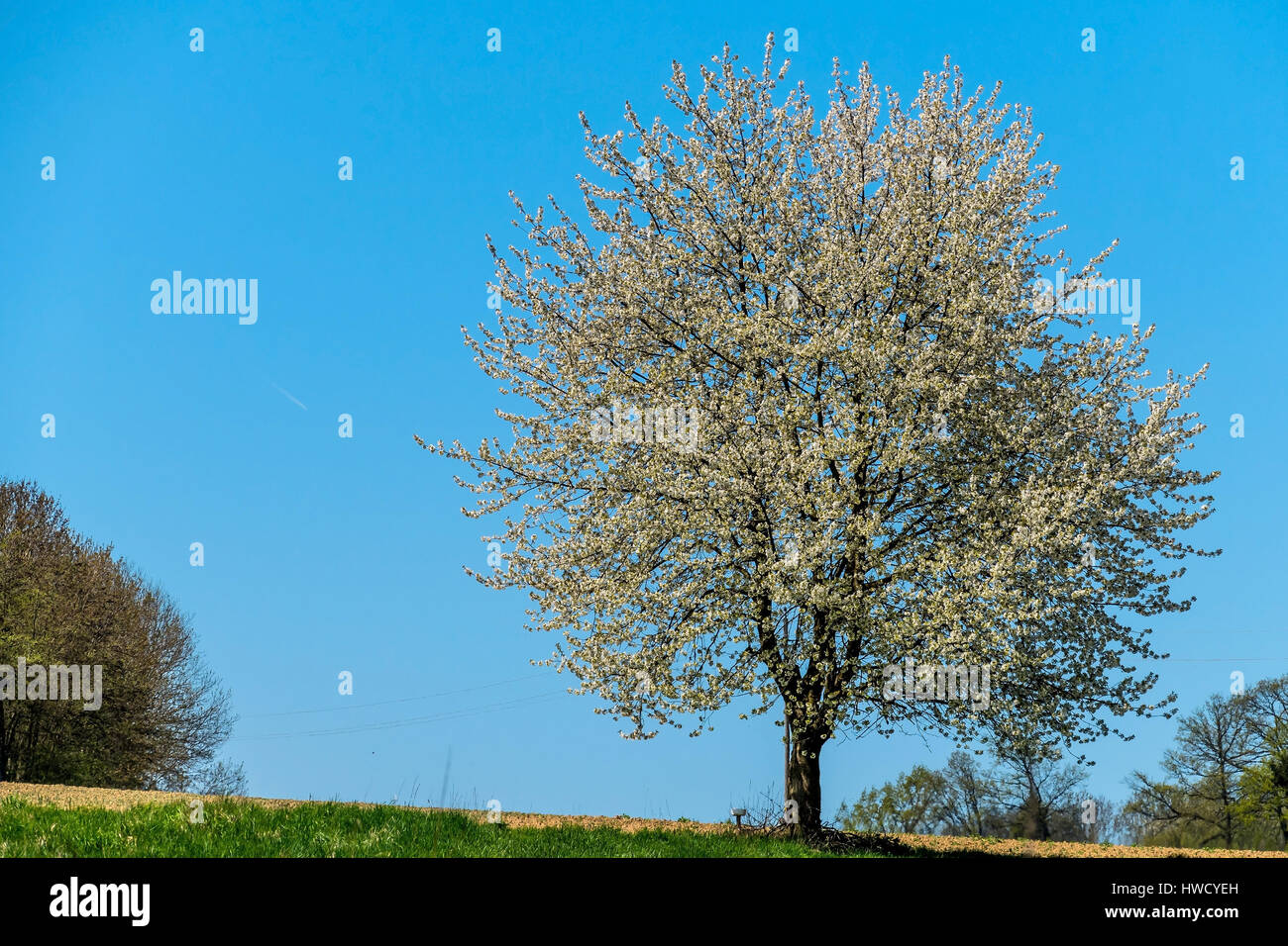 A blossoming fruittree in the spring. Before blue sky, Ein blühender