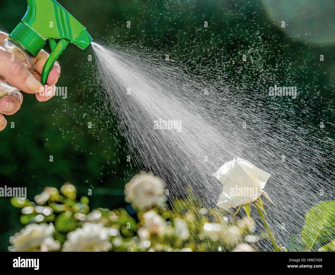 Rosen pflegen hires stock photography and images Alamy