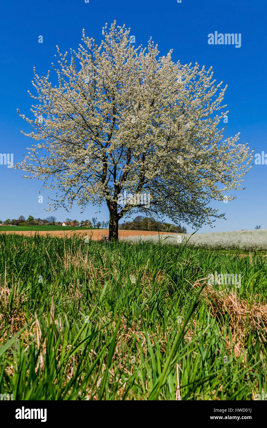 A blossoming fruittree in the spring. Before blue sky, Ein blühender