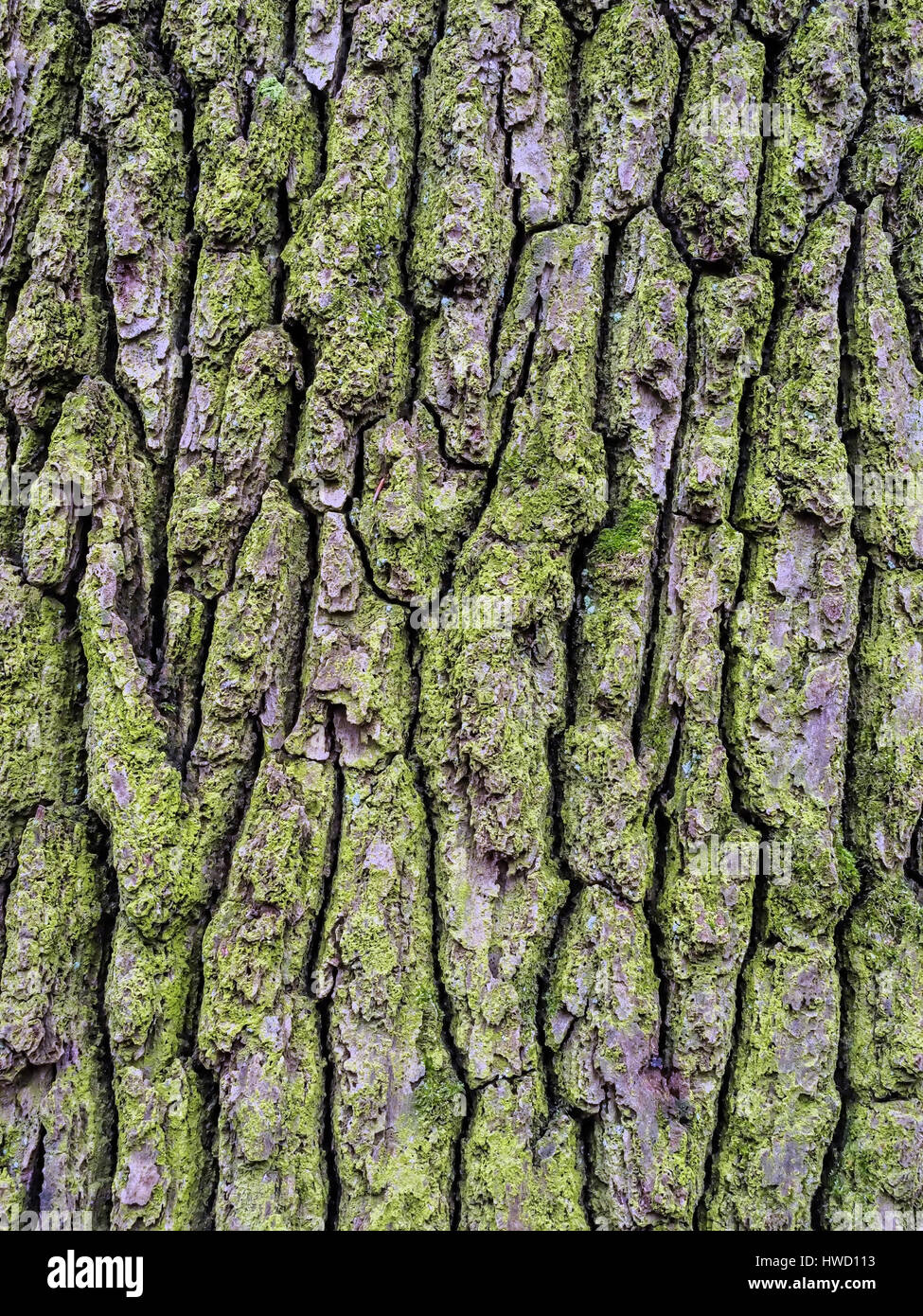 Bark in a tree as a background, Baumrinde an einem Baum als Hintergrund ...