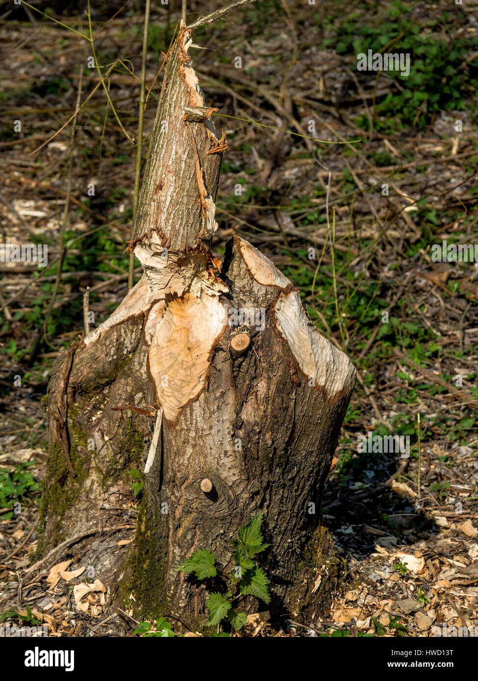 From beaver caused damages trees have like., Von Biber verursachte Schäden haben Bäume gefällt. Stock Photo