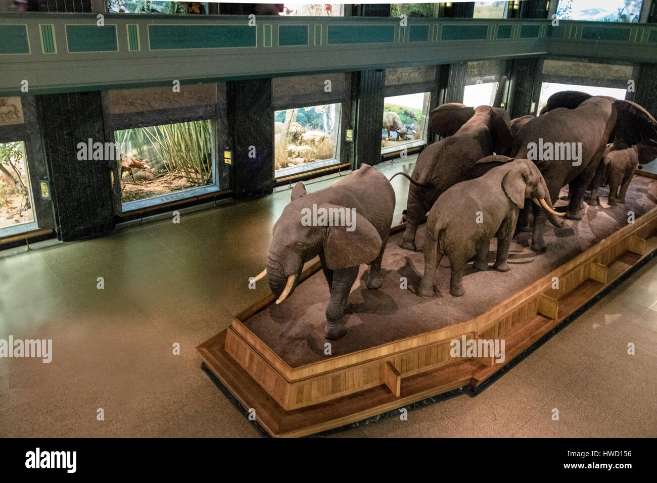 Elephant Models at Hall of African Mammals of the American museum of Natural History (AMNH) - New York, USA Stock Photo