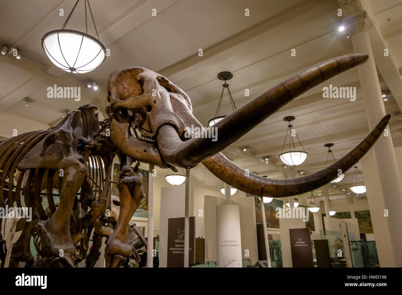 Mammoth Fossile model at the American museum of Natural History (AMNH) - New York, USA Stock Photo
