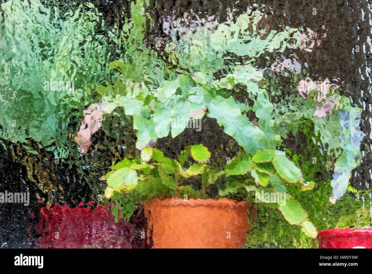 Potted plants in the greenhouse, symbol for protection, growth, care, Topfpflanzen im Gewächshaus, Symbol für Schutz, Wachstum, Pflege Stock Photo