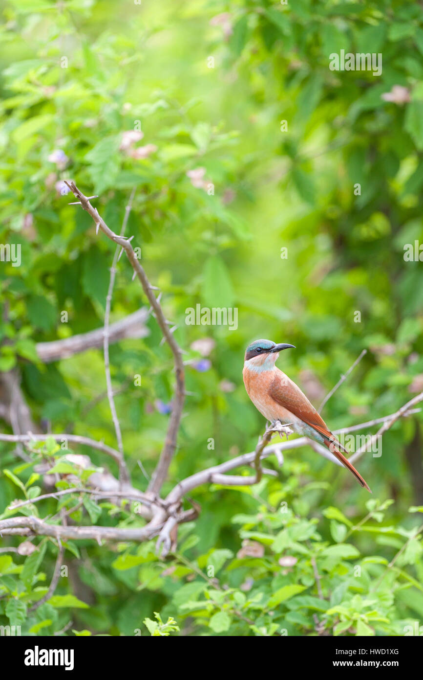 Southern carmine bee-eaters seen in Zimbabwe's Mana Pools National Park. Stock Photo