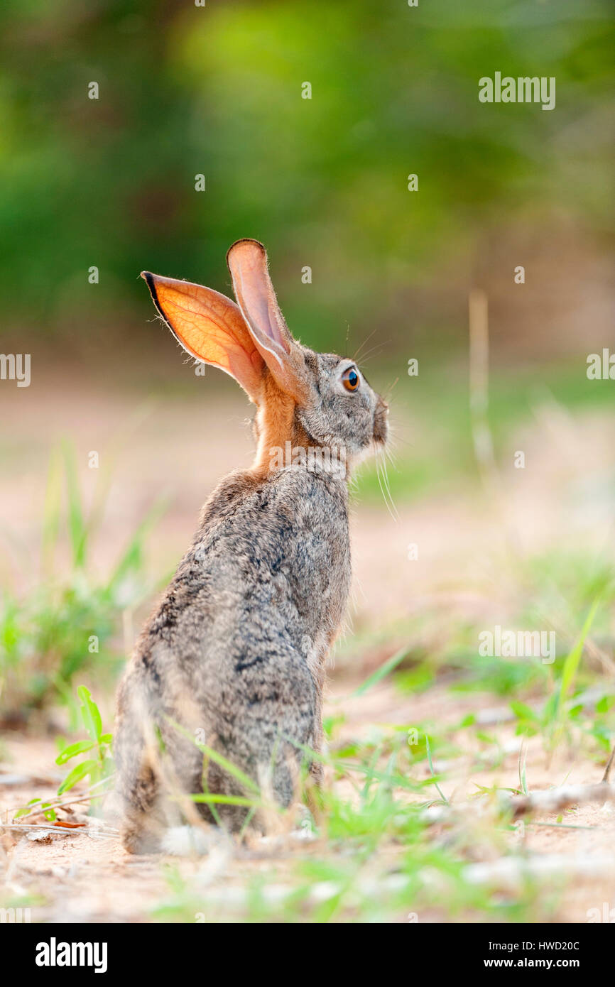 An African savanna hare Leptoptilos crumenifer seen in Zimbabwe Stock