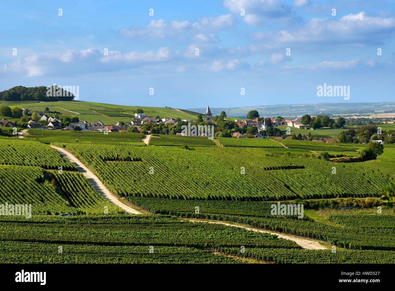 France, Marne, Ville Dommange, mountain of Reims, sinuous road in the middle of the vineyards of Champagne Stock Photo