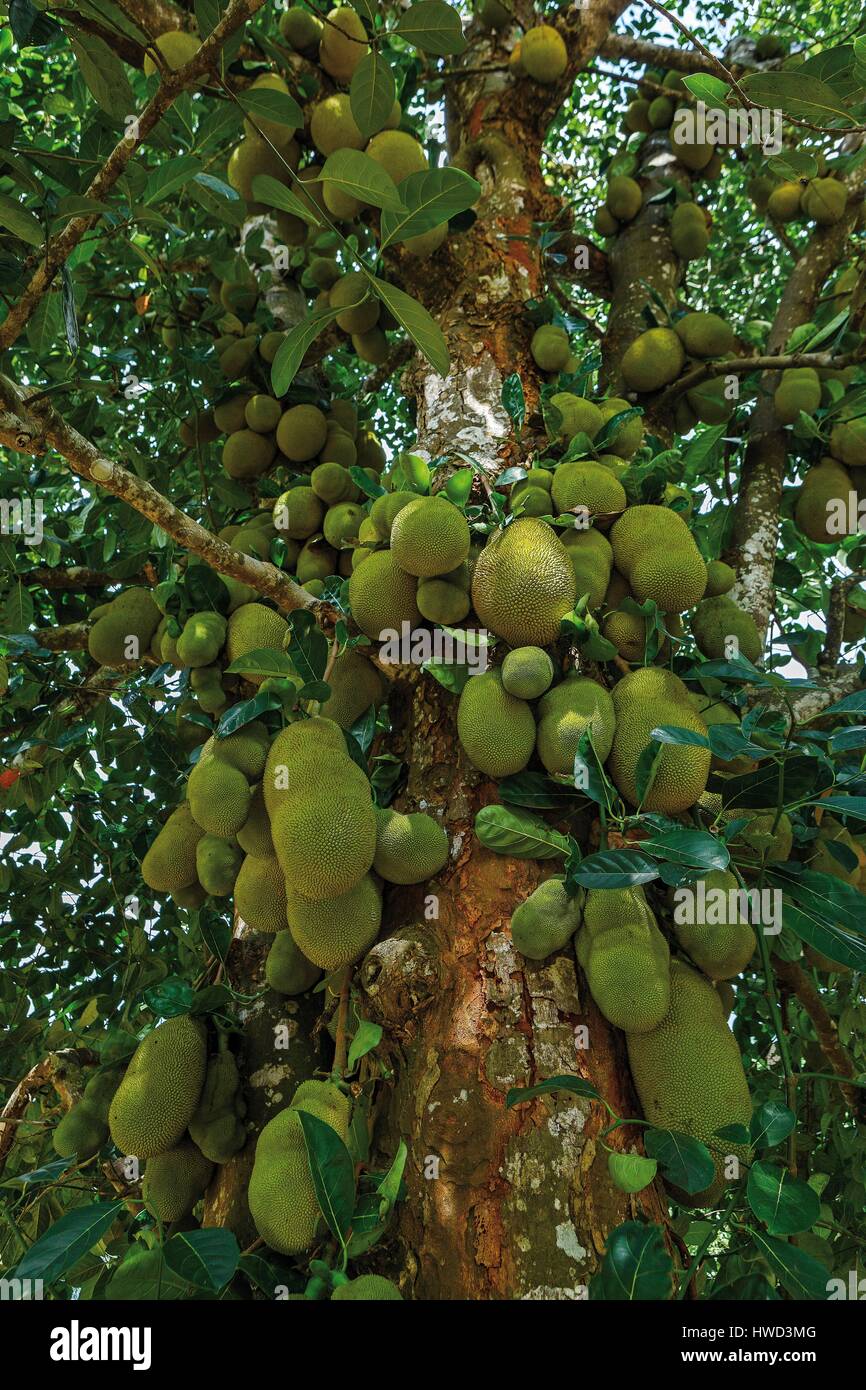 Tanzania, Zanzibar, Kizimbani, jackfruit on the tree Stock Photo