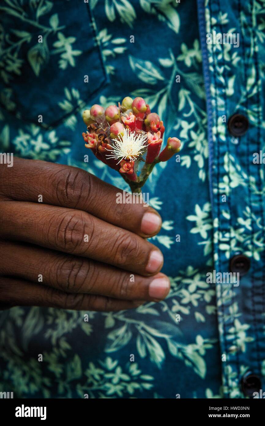 Tanzania, Zanzibar, Kizimbani, cloves Stock Photo Alamy