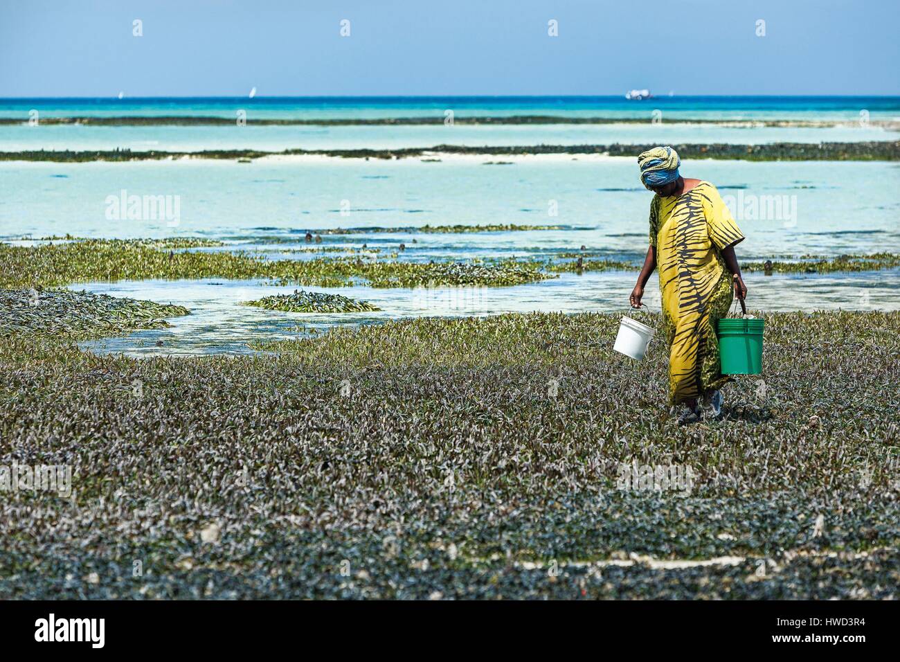 Tanzania, Zanzibar, Chapwani, gathering shellfish at low tide Stock ...