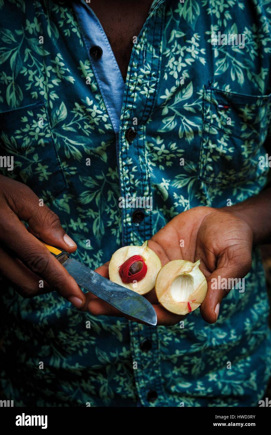 Tanzania, Zanzibar, Kizimbani, gatherer nutmeg Stock Photo Alamy