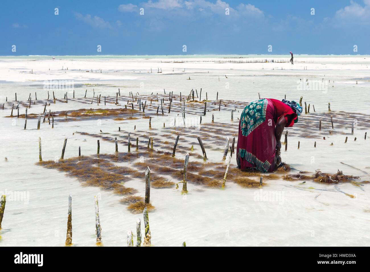 Tanzania, Zanzibar, Paje, cultivation of seaweed at low tide Stock Photo