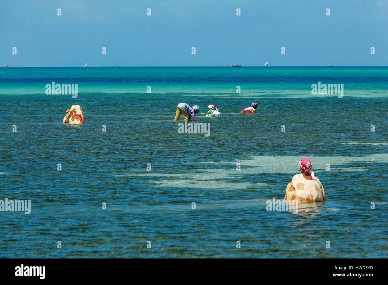Tanzania, Zanzibar, Chapwani, gathering shellfish at low tide Stock ...