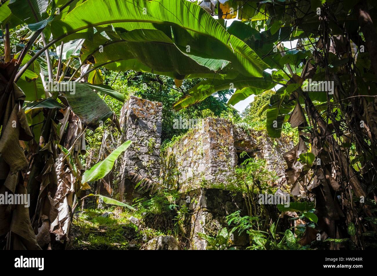Seychelles, Mahe island, the Morne Seychellois National Park, hiking in the Mare aux Cochons ruins of the distillery of Mare aux Cochons' valley Stock Photo