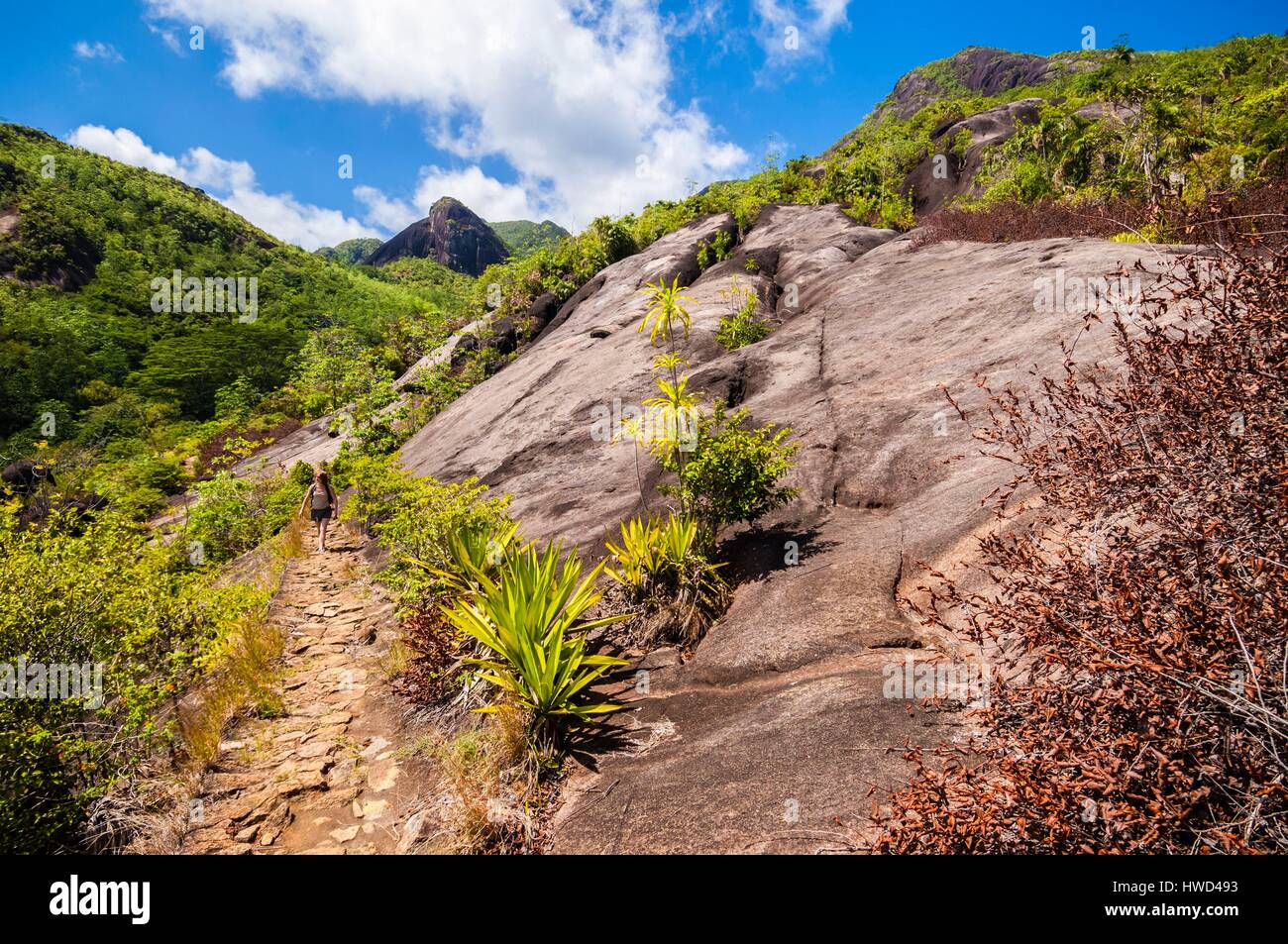 Seychelles, Mahe island, the Morne Seychellois National Park, hike to