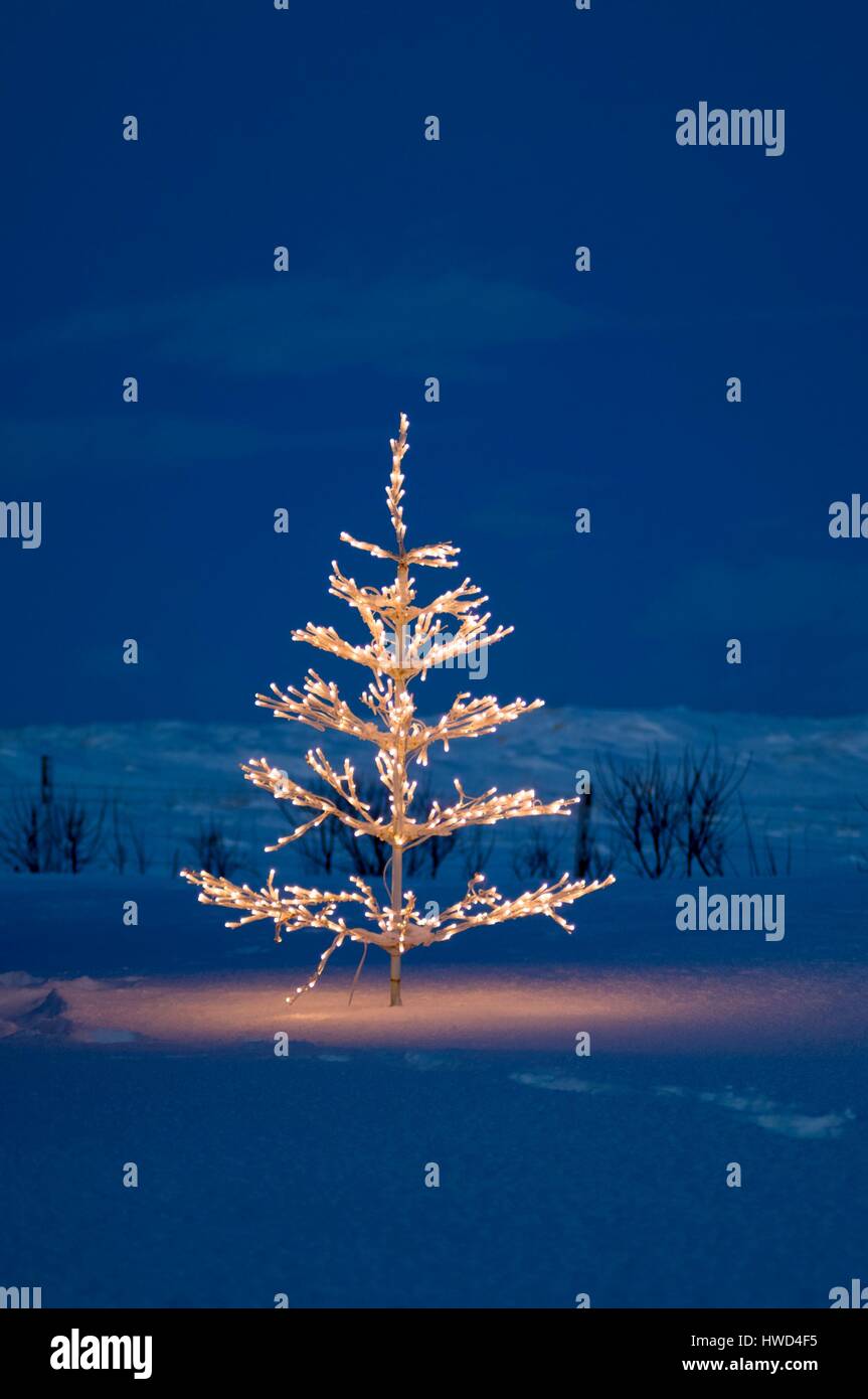 Tree illuminated in night hi-res stock photography and images - Alamy