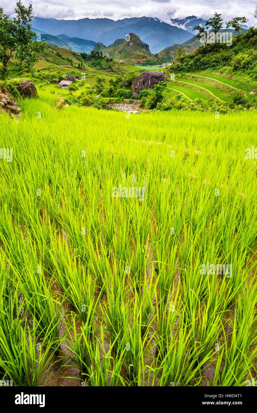 Vietnam, mountain range of Hoang Lien Son, village of Nin, terraced ...
