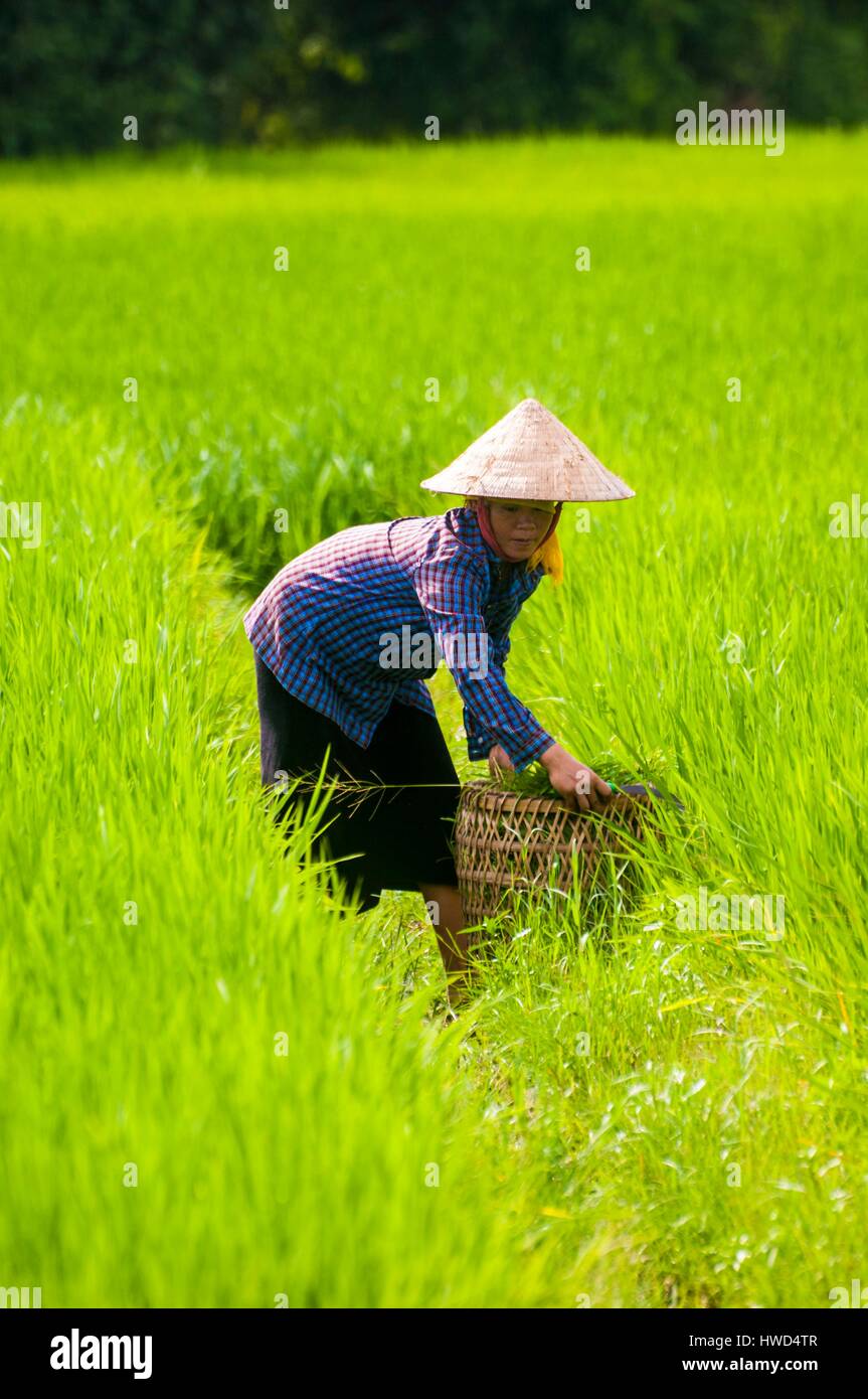 Vietnam, province of Yen Bai, Muong Lo, Chao Ha village near the town of Nghia Lo, black Thai woman (Tai Dam) working in paddy fields Stock Photo