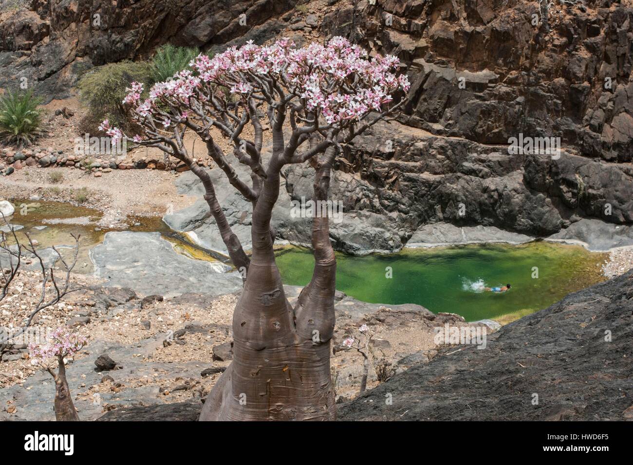 Yemen, Adenium in Socotra island Stock Photo