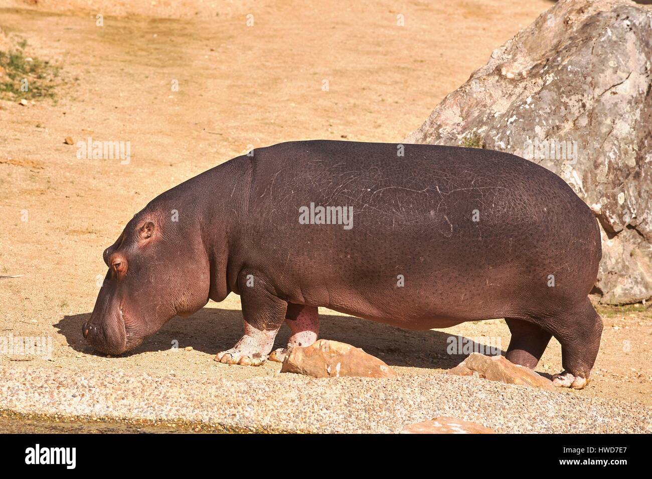 France, Loir et Cher, St Aignan Sur Cher, ZooParc de Beauval, Common hippopotamus (Hippopotamus amphibius) Stock Photo