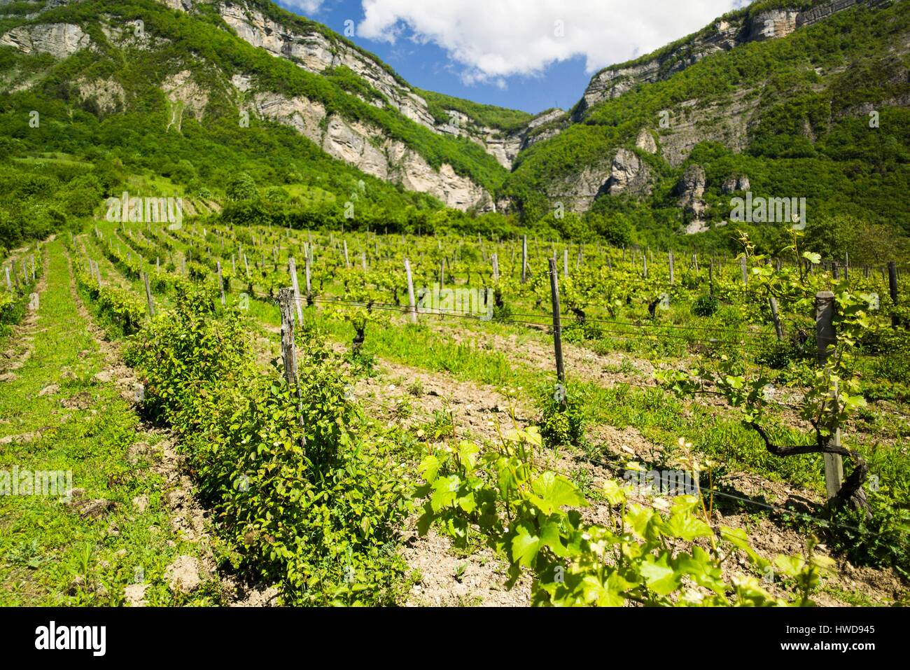 France, Isere, Bernin, Gresivaudan valley, Thomas Finot, winegrower in PGI status of coteaux alpins Stock Photo
