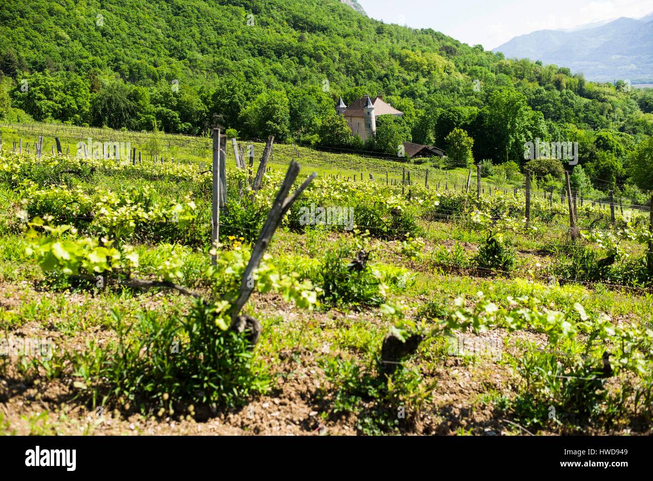 France, Isere, Bernin, Gresivaudan valley, Thomas Finot, winegrower in PGI status of coteaux alpins Stock Photo
