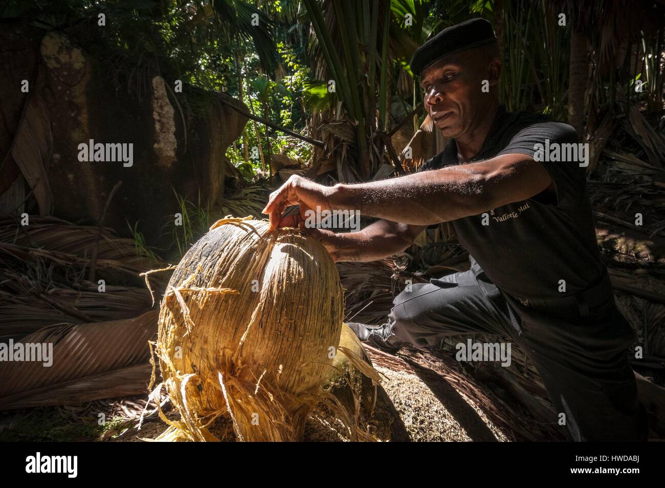 Seychelles,Praslin Island,Vallée de Mai National Park,Unesco World Heritage,the ranger Andrea RADEGONDE patrols every day,several times a day,in thelooking for endemic coco de mer (Lodoicea maldivica) fallen on the ground,he hides them under a giant coco de mer dry palm until the field workers bring them back to the office of the Seychelles Islands Foundation (SIF) during their collects,every monday morning,Andrea is there to fight against poaching and coco de mer theft (prized for their flesh which 1kg dry can be sold for US$ 30 on the Asian market Stock Photo