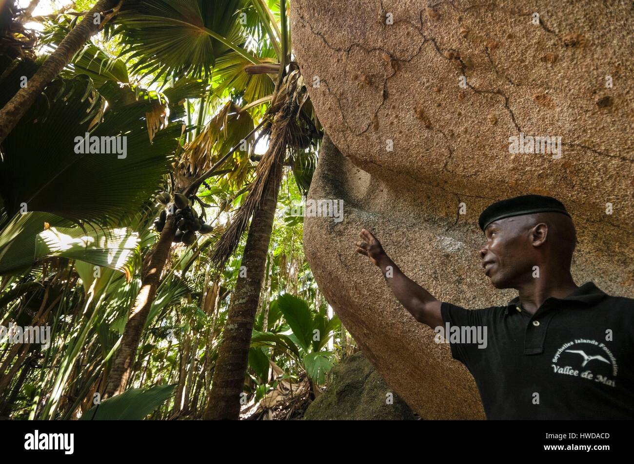 Seychelles,Praslin Island,Vallée de Mai National Park,Unesco World Heritage,the ranger Andrea RADEGONDE patrols every day,several times a day,looking for endemic coco de mer (Lodoicea maldivica) fallen on the ground,he hides them under a giant coco de mer dry palm until the field workers bring them back to the office of the Seychelles Islands Foundation (SIF) during their collects,every monday morning,Andrea is there to fight against poaching and coco de mer theft (prized for their flesh which 1kg dry can be sold for US$ 30 on the Asian market Stock Photo