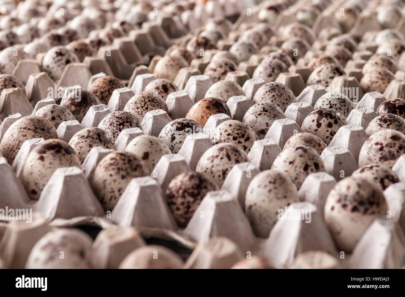 Seychelles,Bird Island,collection of egg quota for the hotel restaurant