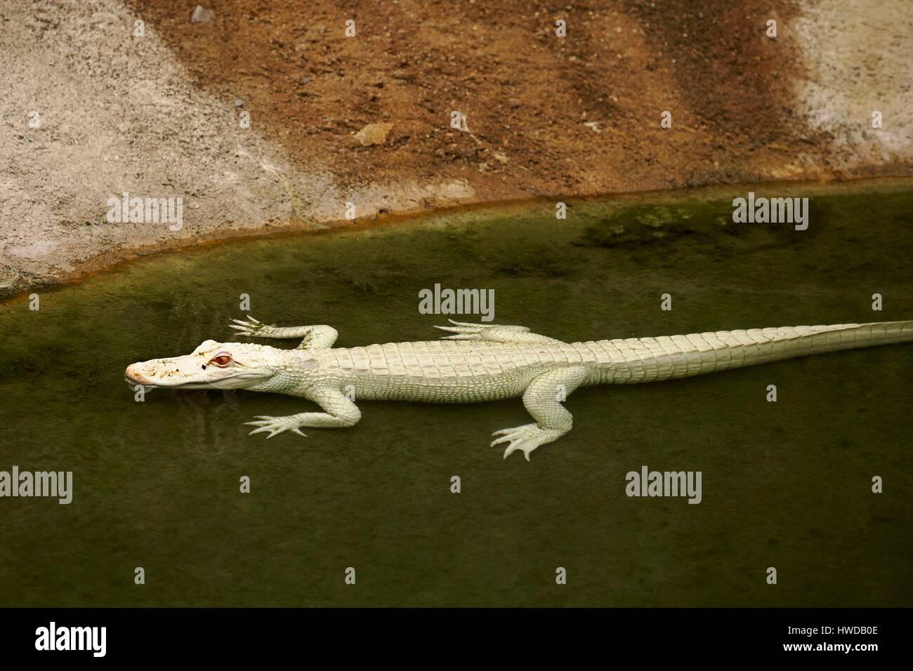 France, Vienne, Civaux, Zoological Park The Planet of crocodiles, Albinos Alligator Stock Photo - Alamy France, Vienne, Civaux, Zoological Park The Planet of crocodiles, Albinos Alligator Stock Photo - Alamy