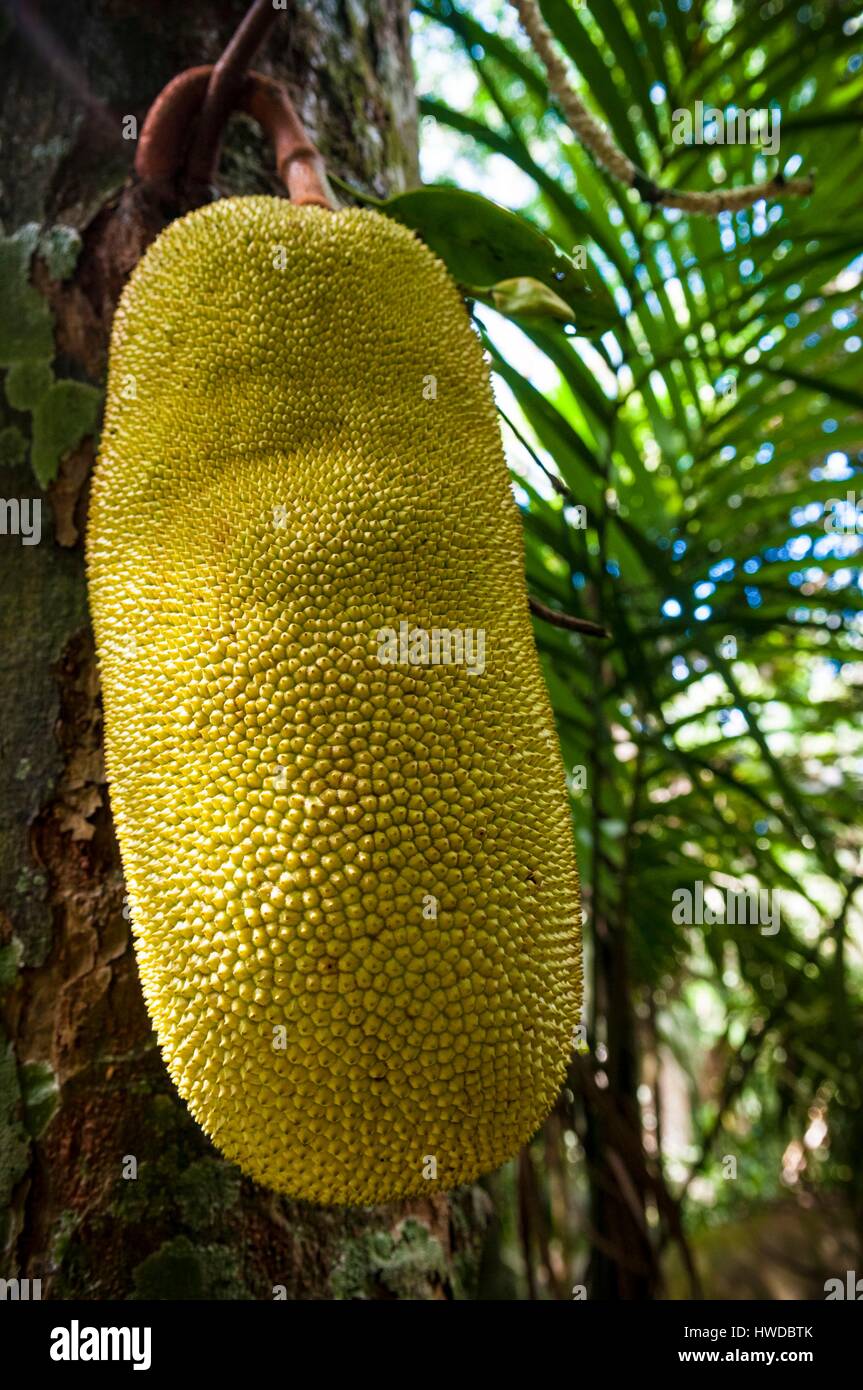 Seychelles, Silhouette Island, jackfruit (Artocarpus heterophyllus) on Mount Dauban Stock Photo